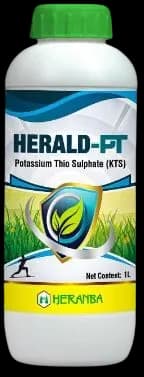 HERALD PT view 2